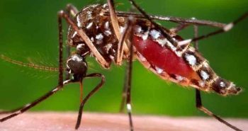 Imagem mosquito da dengue