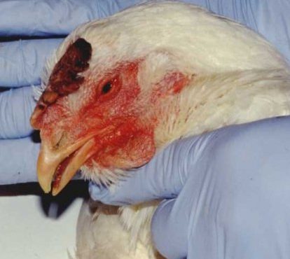 Imagem Avicultura Famato Vacinação Influenza