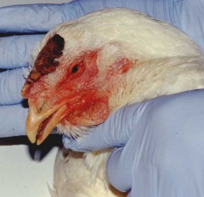 Imagem Avicultura Famato Vacinação Influenza