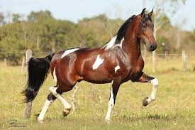 Cavalo Mangalarga castanho e branco