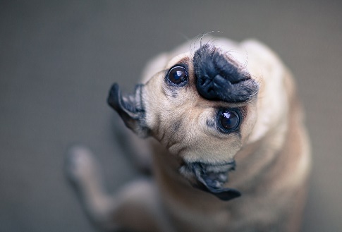 Um cão feio  fotografado em angulo eswtranho