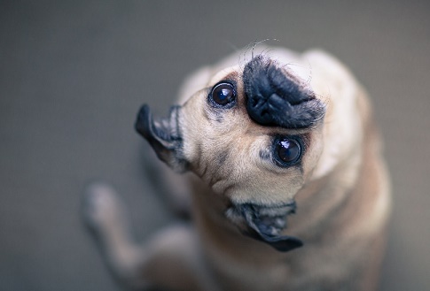 Um cão feio fotografado em angulo eswtranho