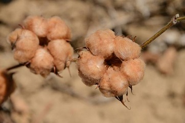 Algodão tingido biotecido