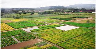 produção nacional de arroz