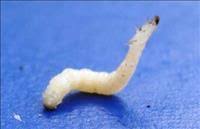 larva alfinete