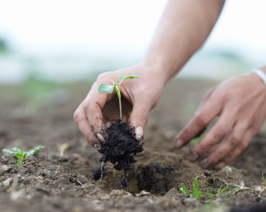 Mãos inserindo uma muda de planta na terra.