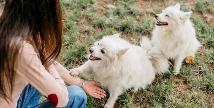 Pets de pelos claros