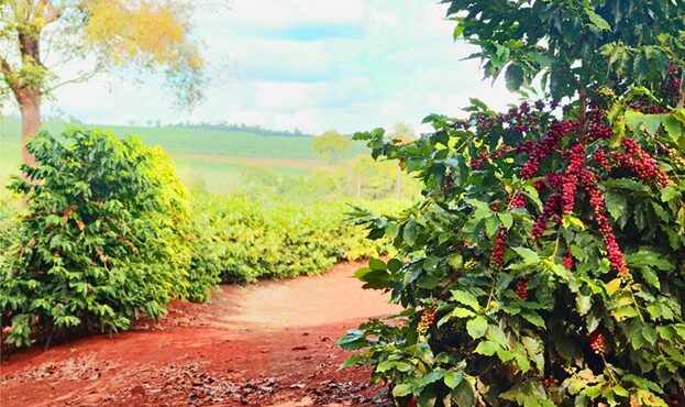 Coopercitrus Expo