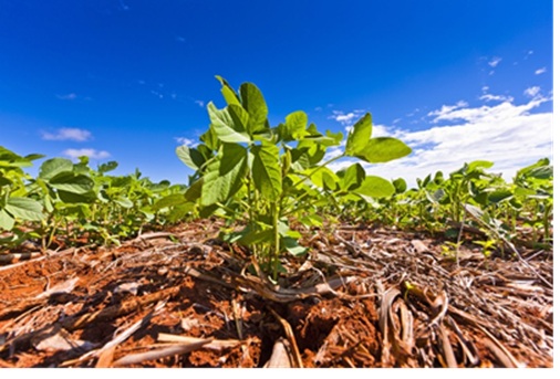 BASF Soluções para Agricultura