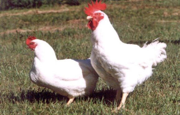 pé de frango